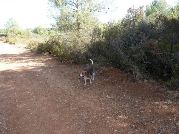 Elevage De Beagles Dans Lhérault
